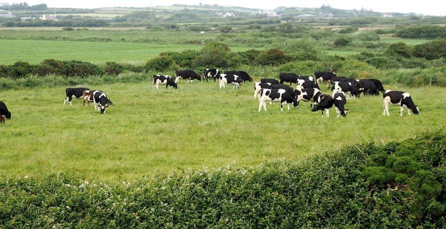 Bed and Breakfast Bealaha House Doonbeg Exterior foto